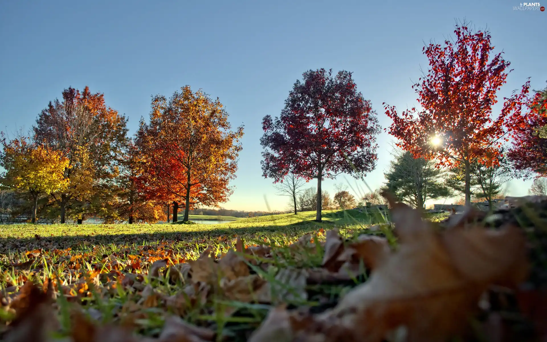 Przebijające, sun, viewes, autumn, trees