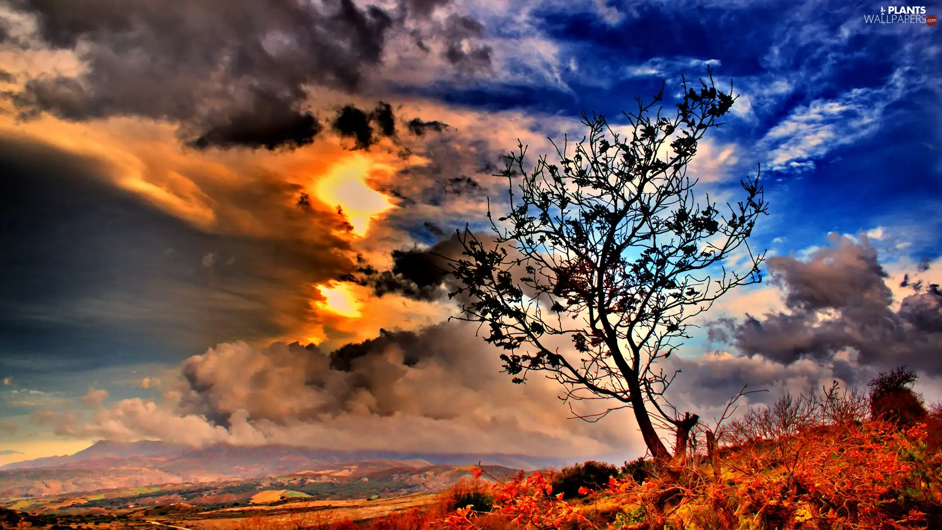 Przebijające, sun, Sky, clouds, trees