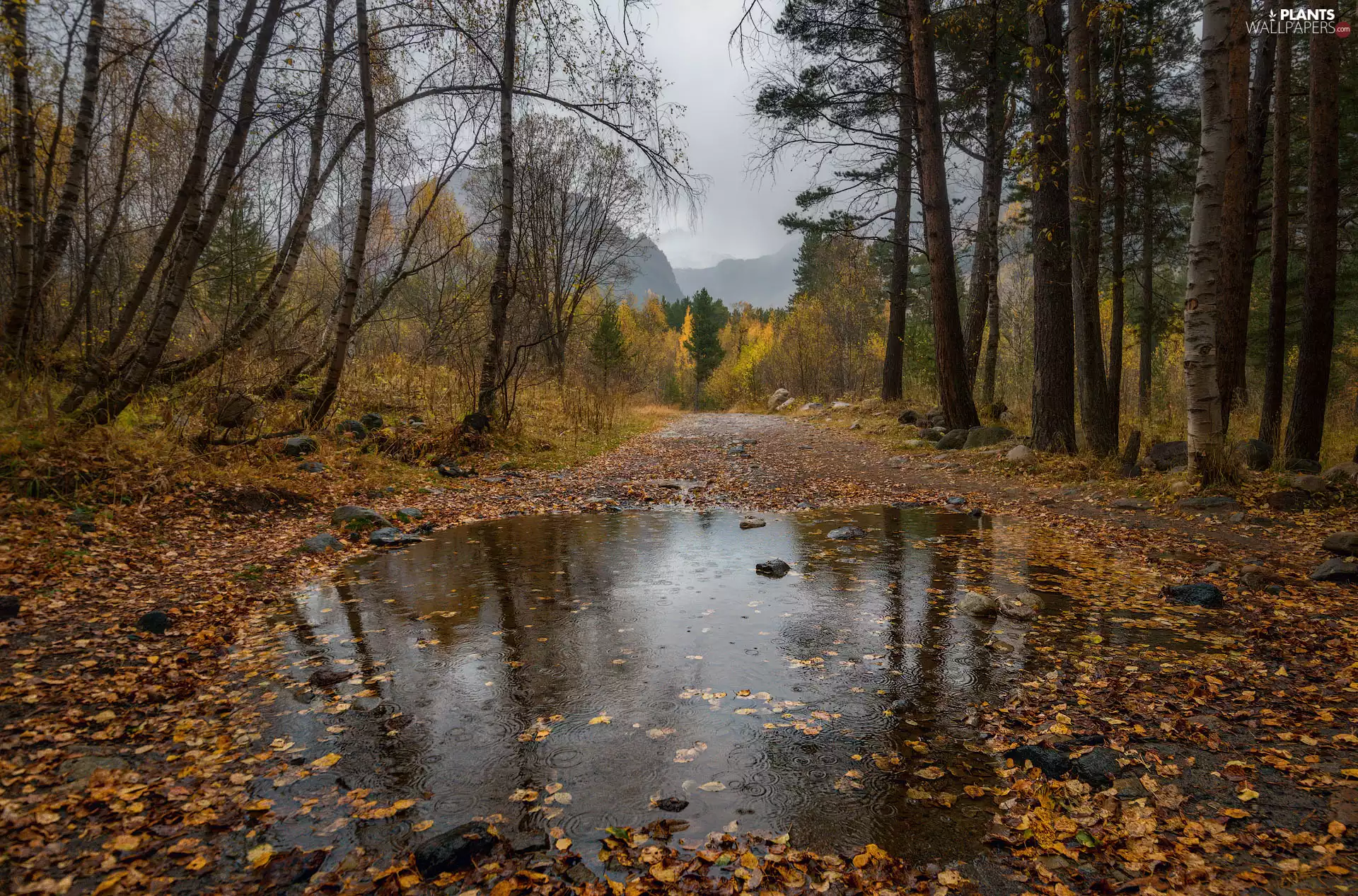 Way, viewes, autumn, puddle, trees, Mountains, Leaf