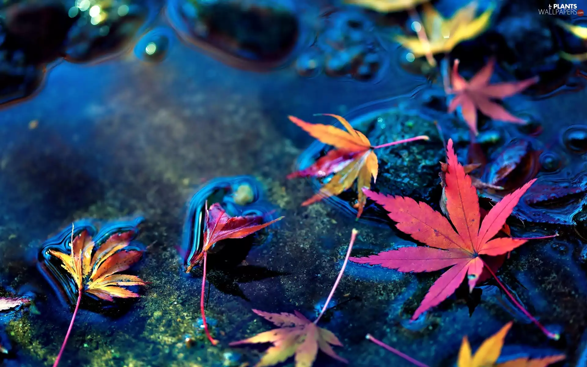 maple, puddle, color, Leaf, Autumn