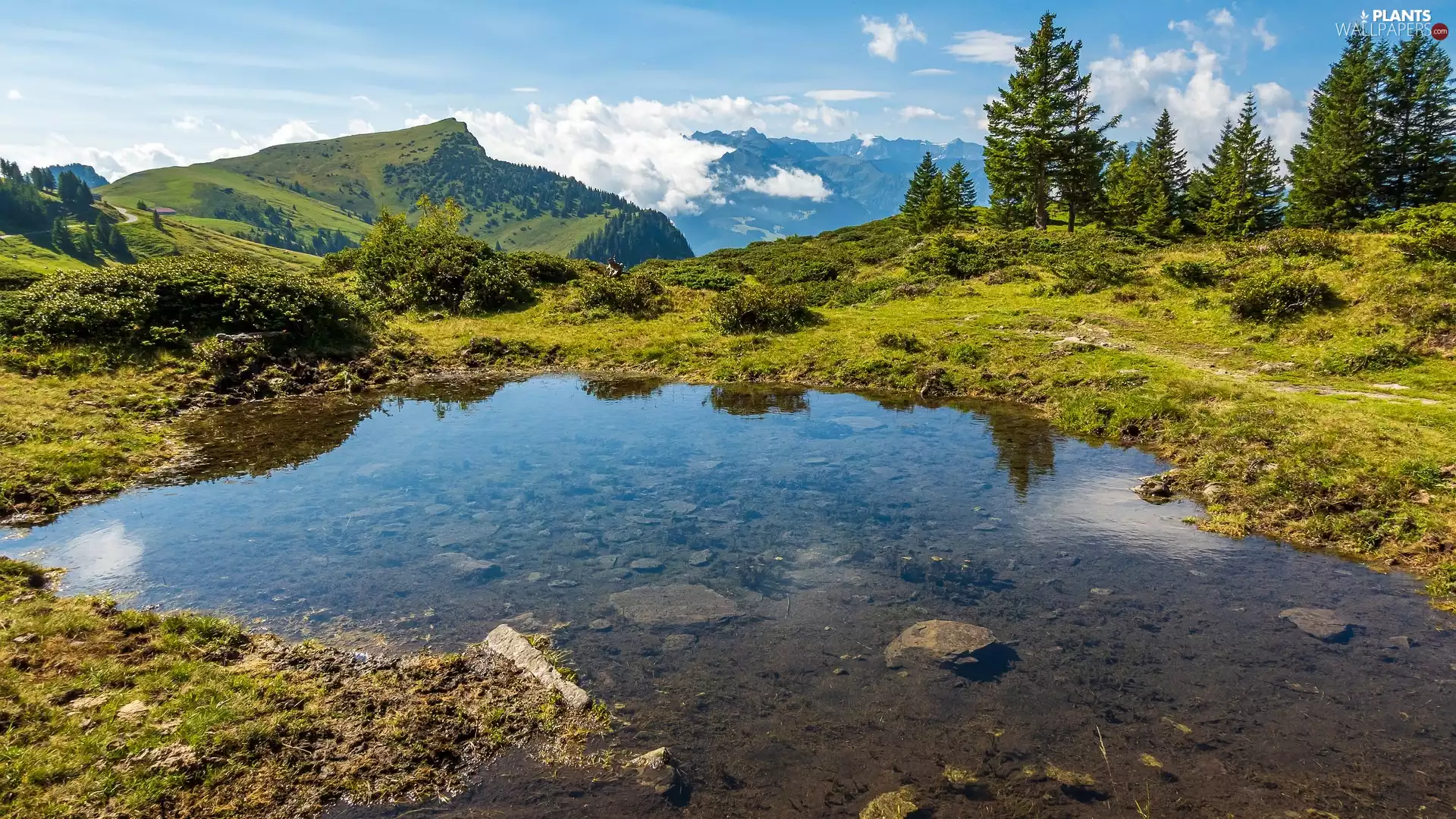 Mountains, trees, viewes, puddle