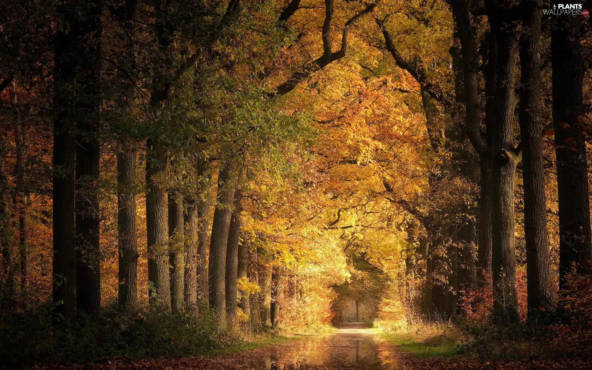 viewes, forest, Way, puddle, autumn, trees