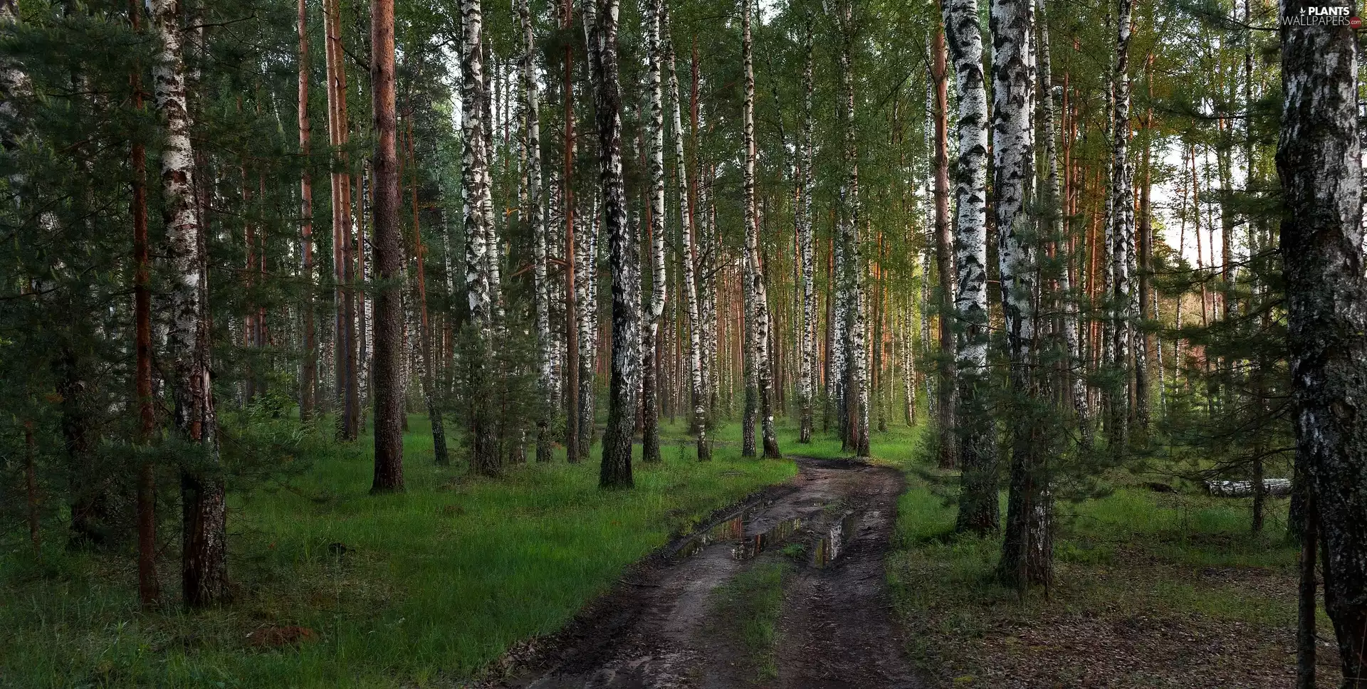 Way, Puddles, forest, birch, birch
