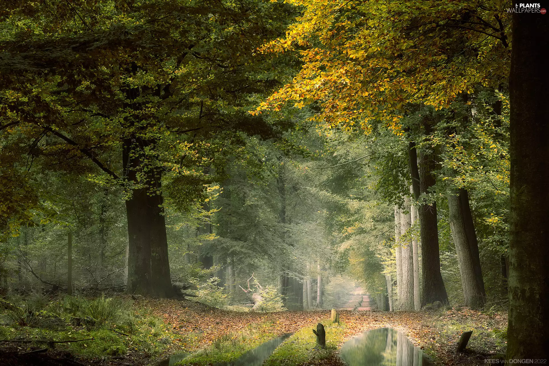 viewes, forest, Fog, Puddles, Way, trees
