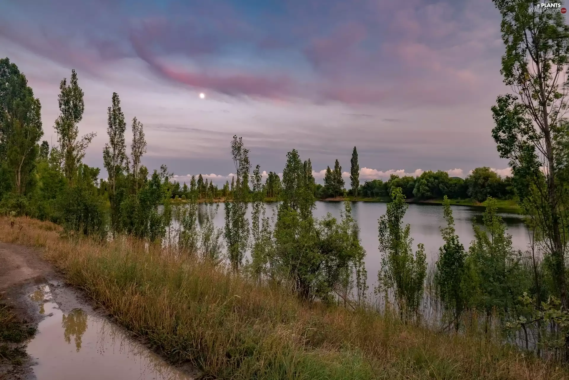 viewes, lake, Way, Puddles, grass, trees