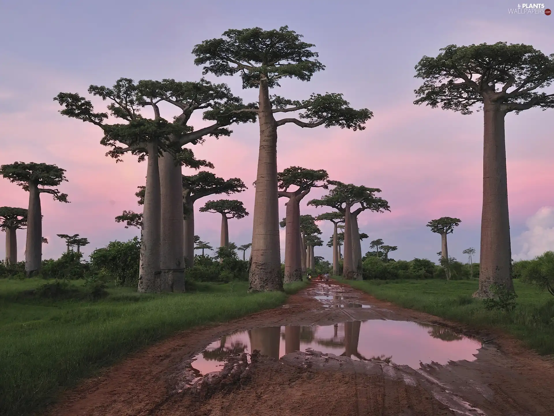 Way, Puddles, viewes, Baobab, trees