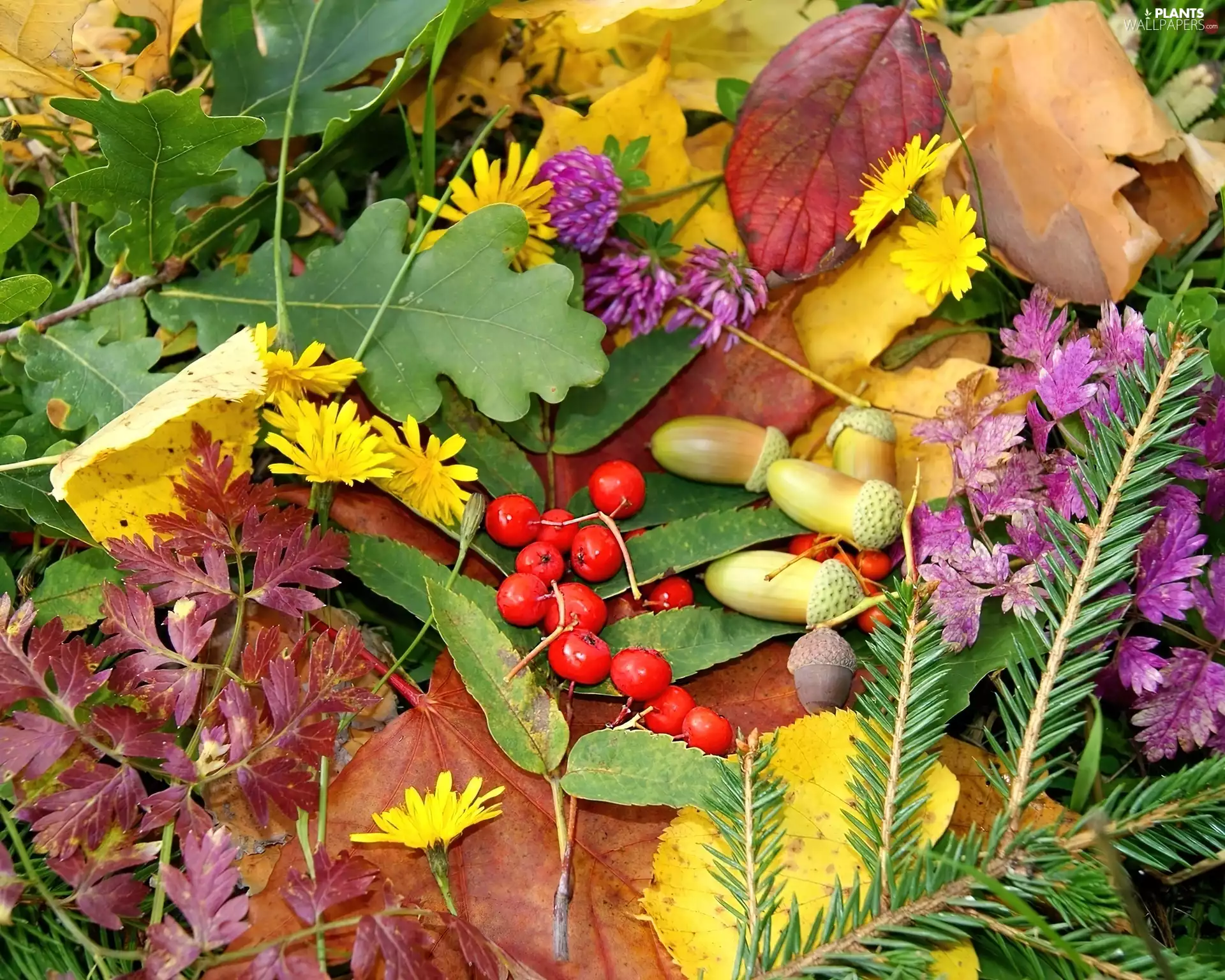 trefoil, puffball, spruce, Plant, twig