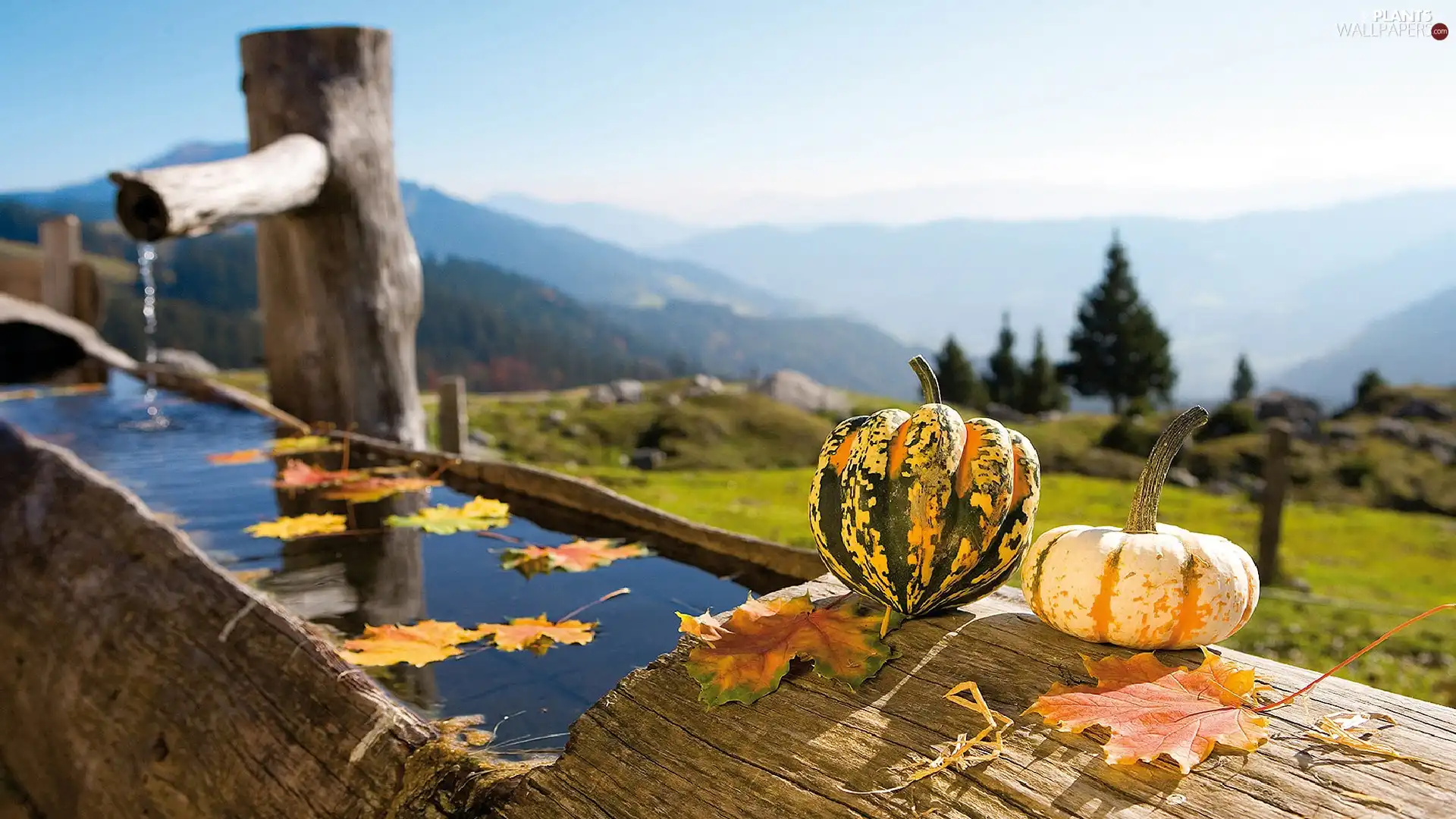 channel, Leaf, pumpkin, water