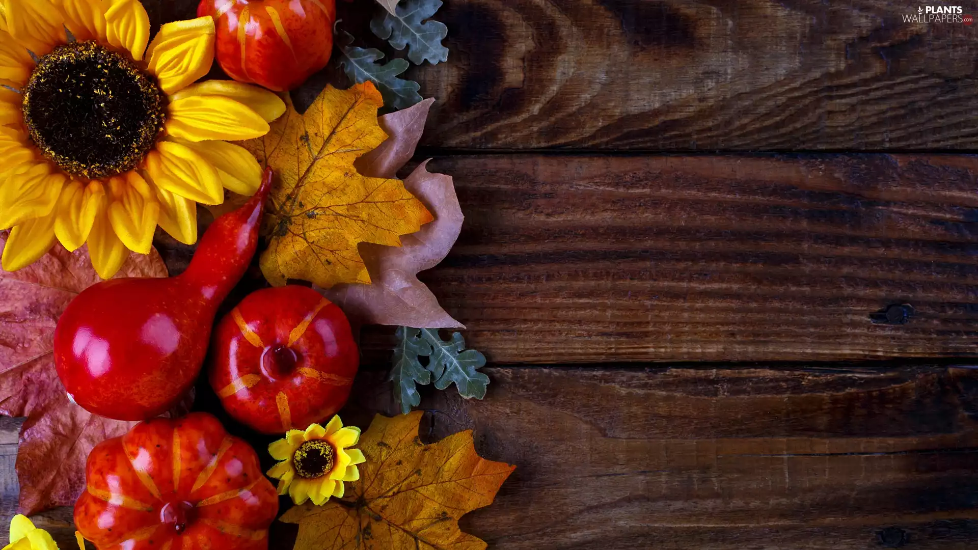 composition, Leaf, Flowers, pumpkin