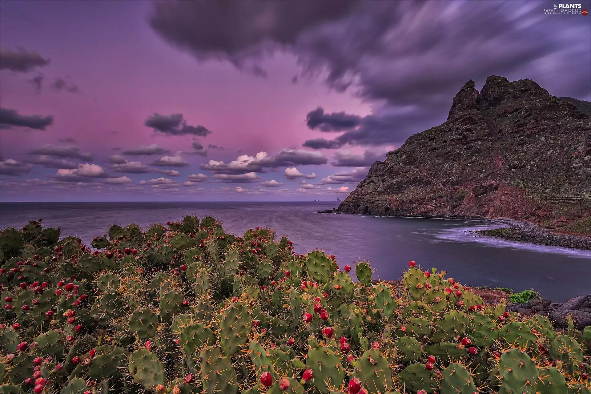 Punta del Hidalgo, Canary Islands, Mountains, Cactus, Atlantic Ocean, Tenerife