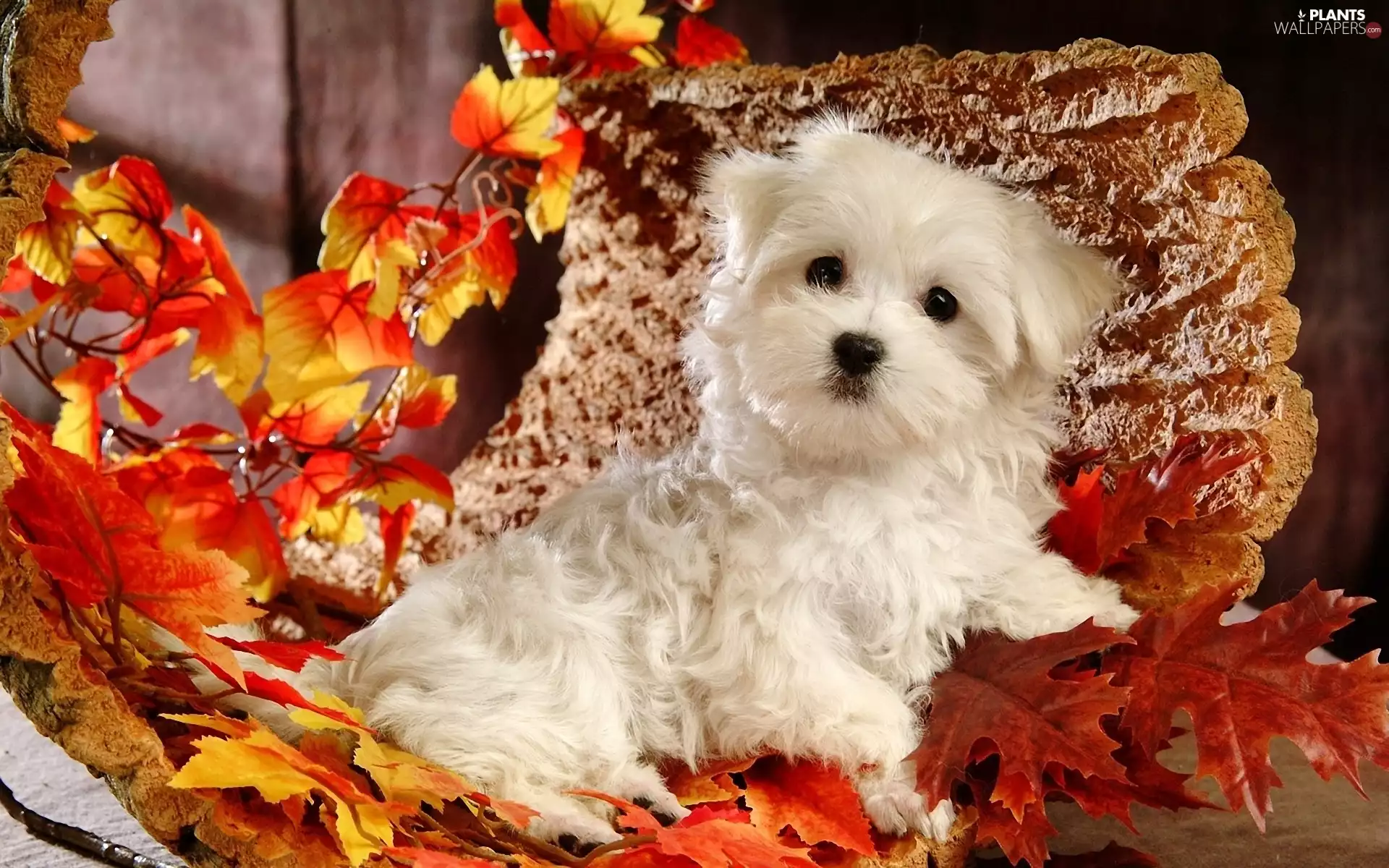 Leaf, Bichon frise, Puppy