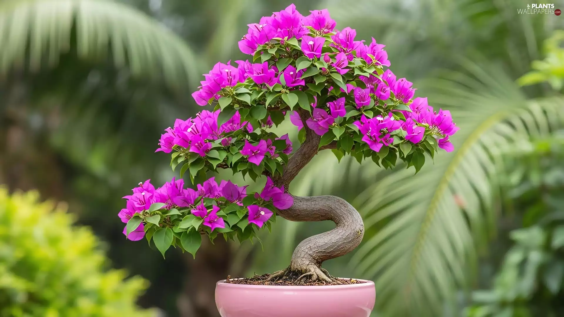 @, Flowers, bowl, Purple