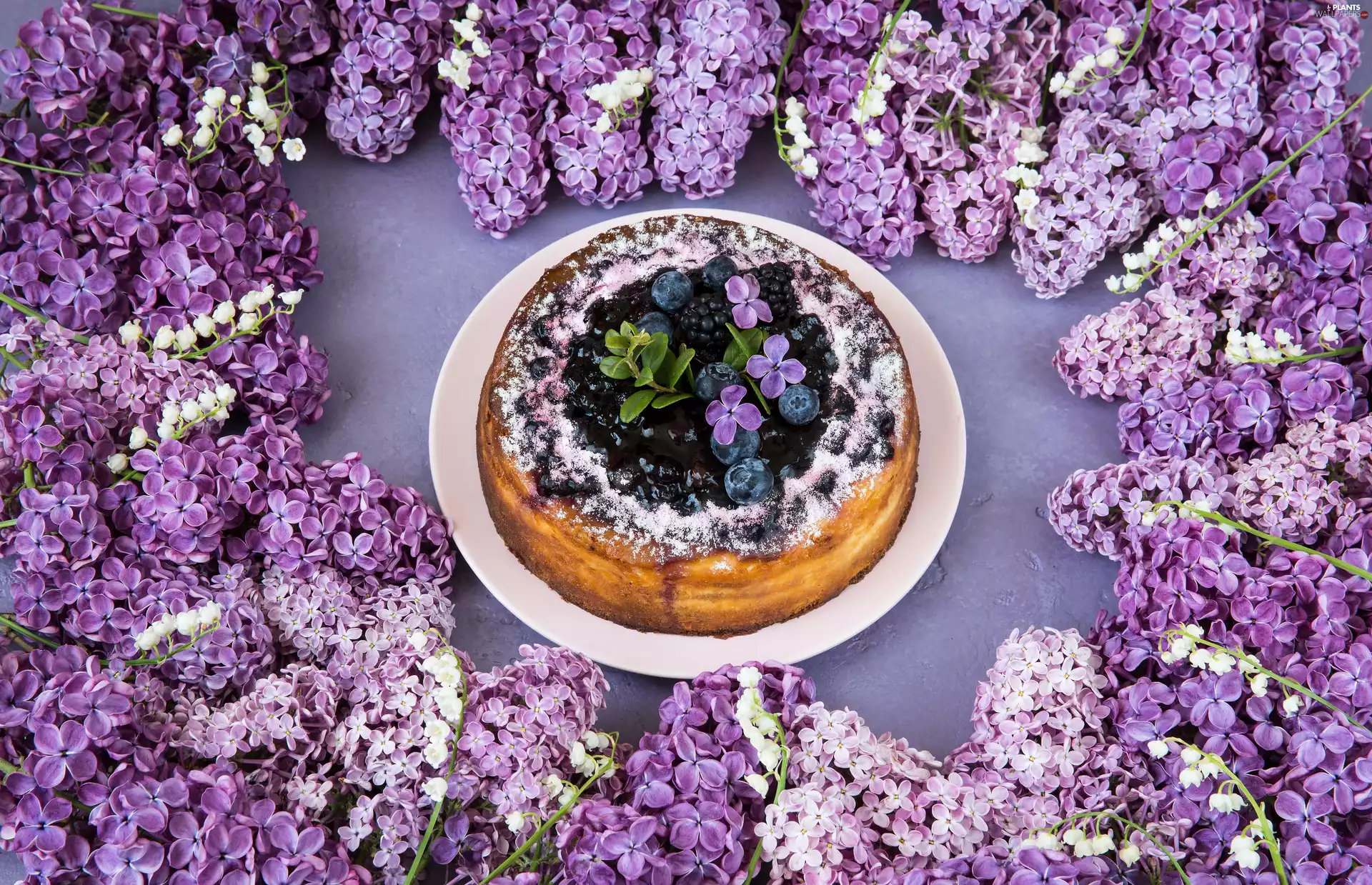 cake, Flowers, without, purple