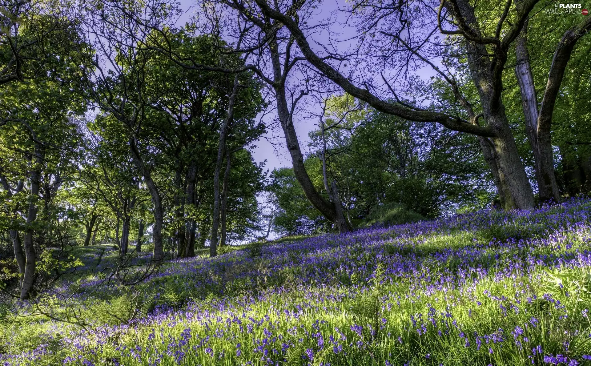 purple, viewes, car in the meadow, Wildflowers, trees, Flowers, Meadow