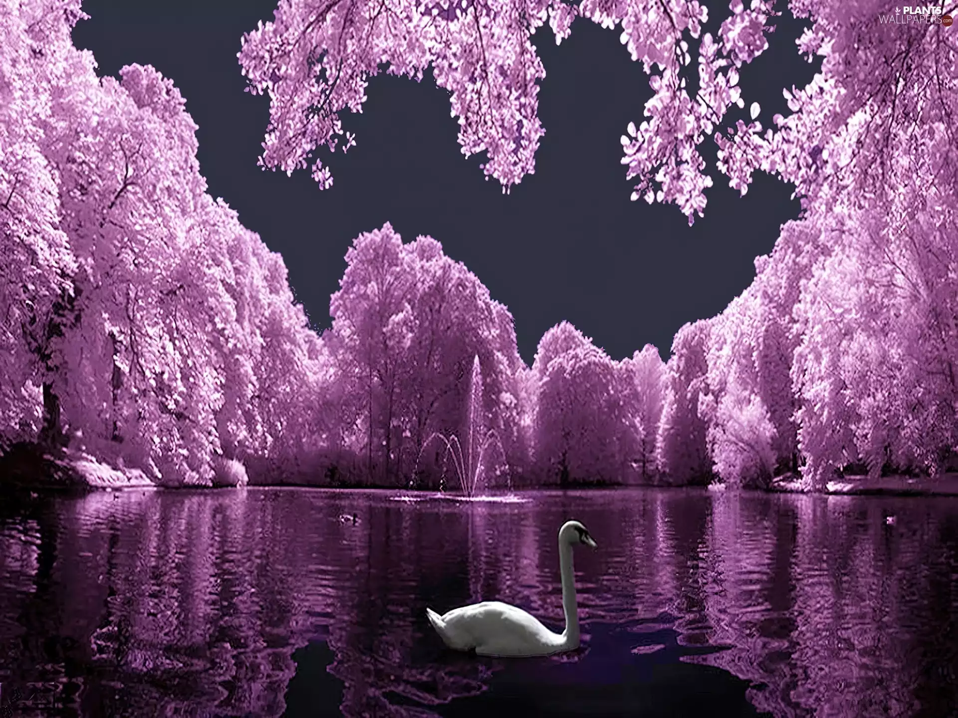 Swans, trees, viewes, purple