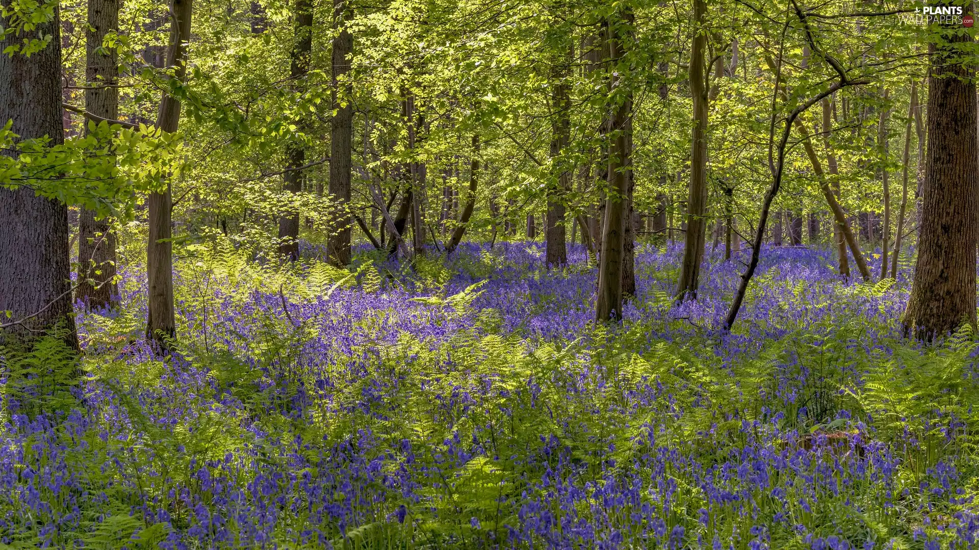 Flowers, forest, trees, purple, Spring, ringtones, viewes