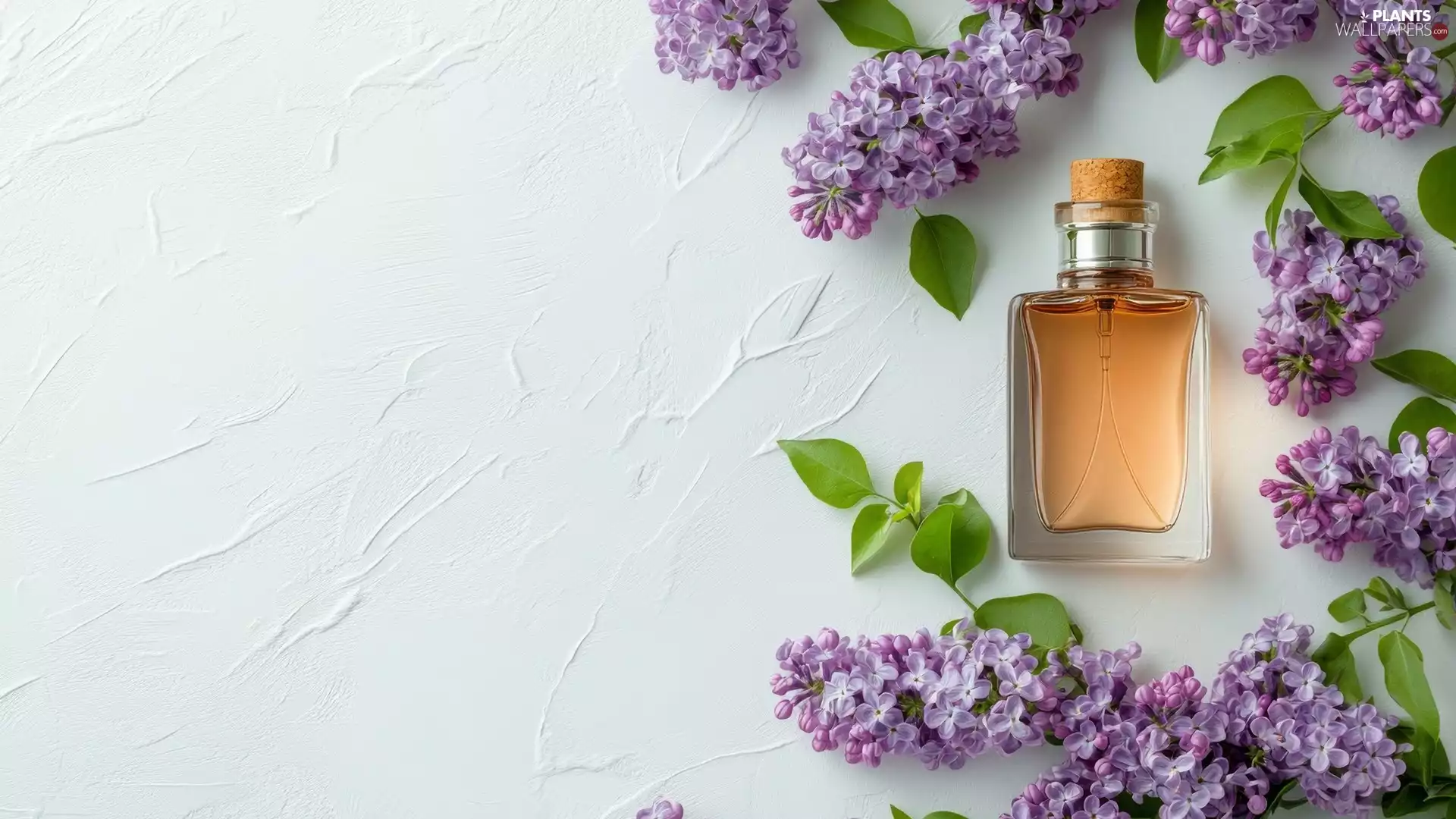 Flowers, without, White, purple, Twigs, perfume, background