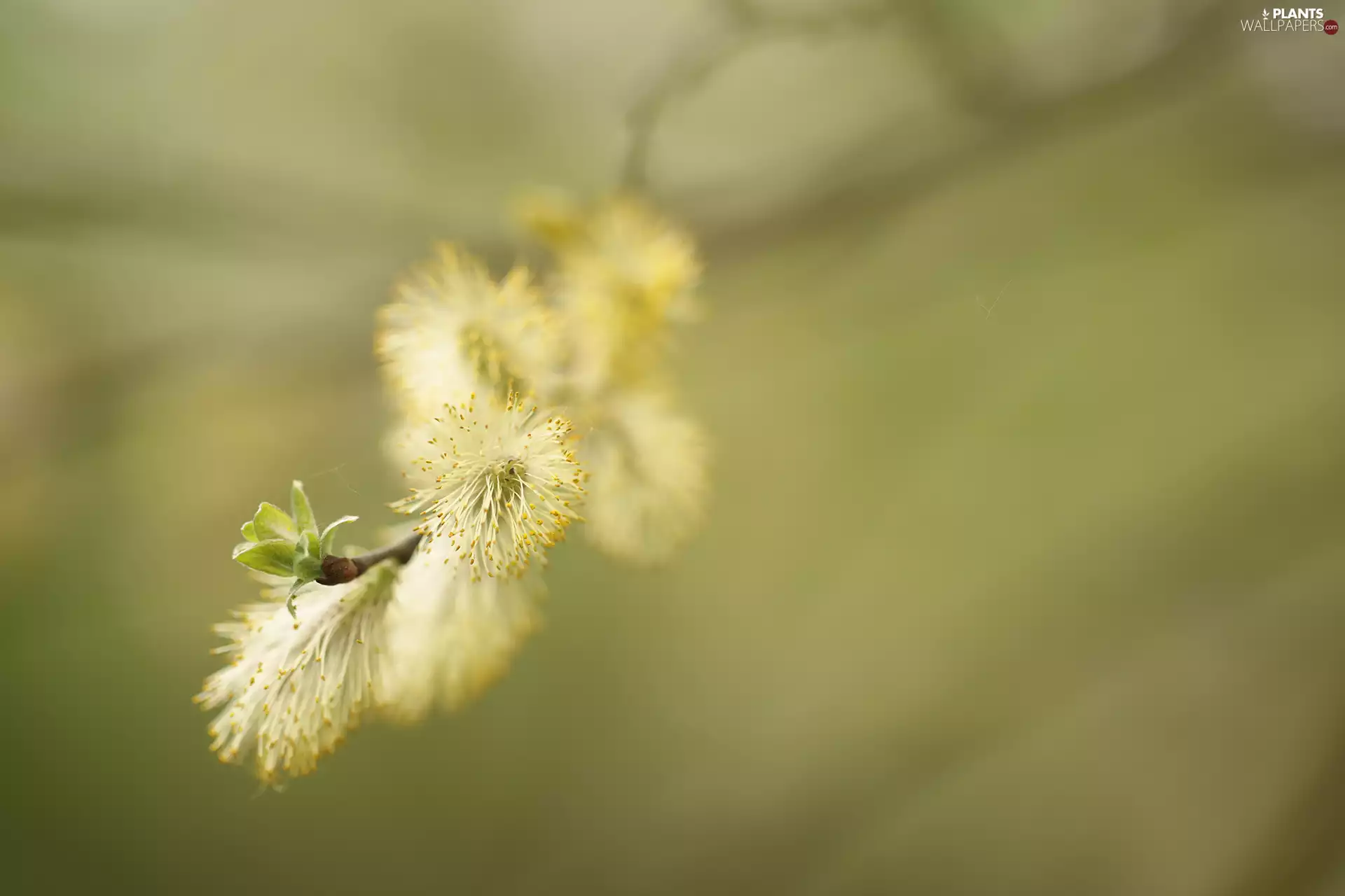 database, twig, Willow, puss