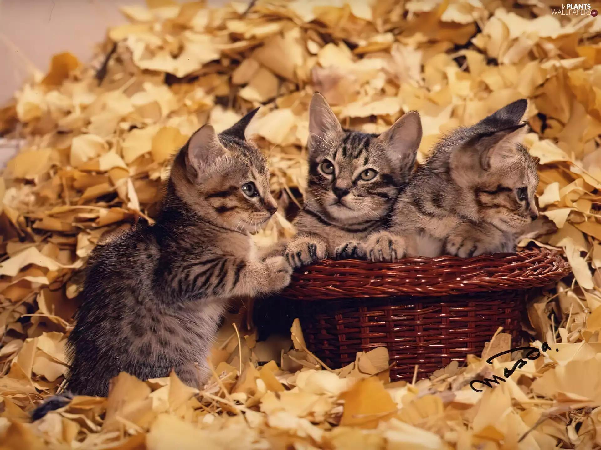 Three, basket, Leaf, puss