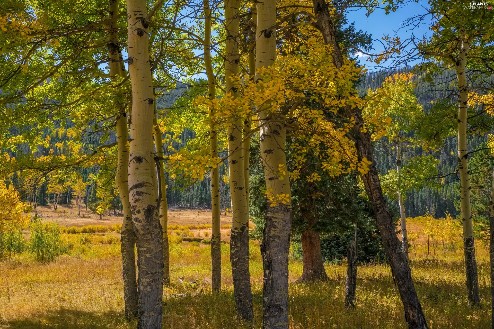 Yellowed, Leaf, forest, Quaking Aspen, autumn