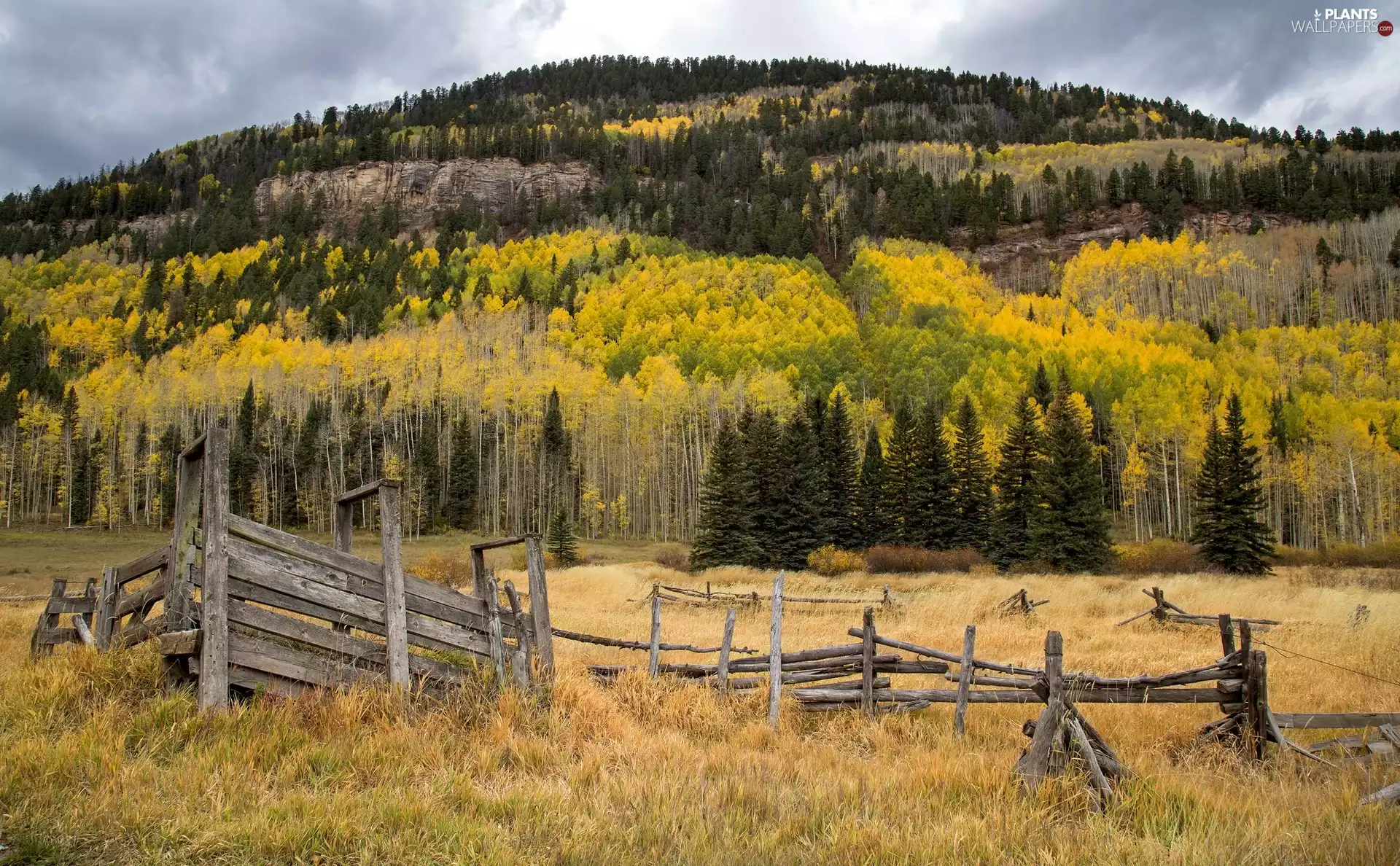 Quaking Aspen, Hill, Yellow Honda, Spruces, autumn, fence, grass
