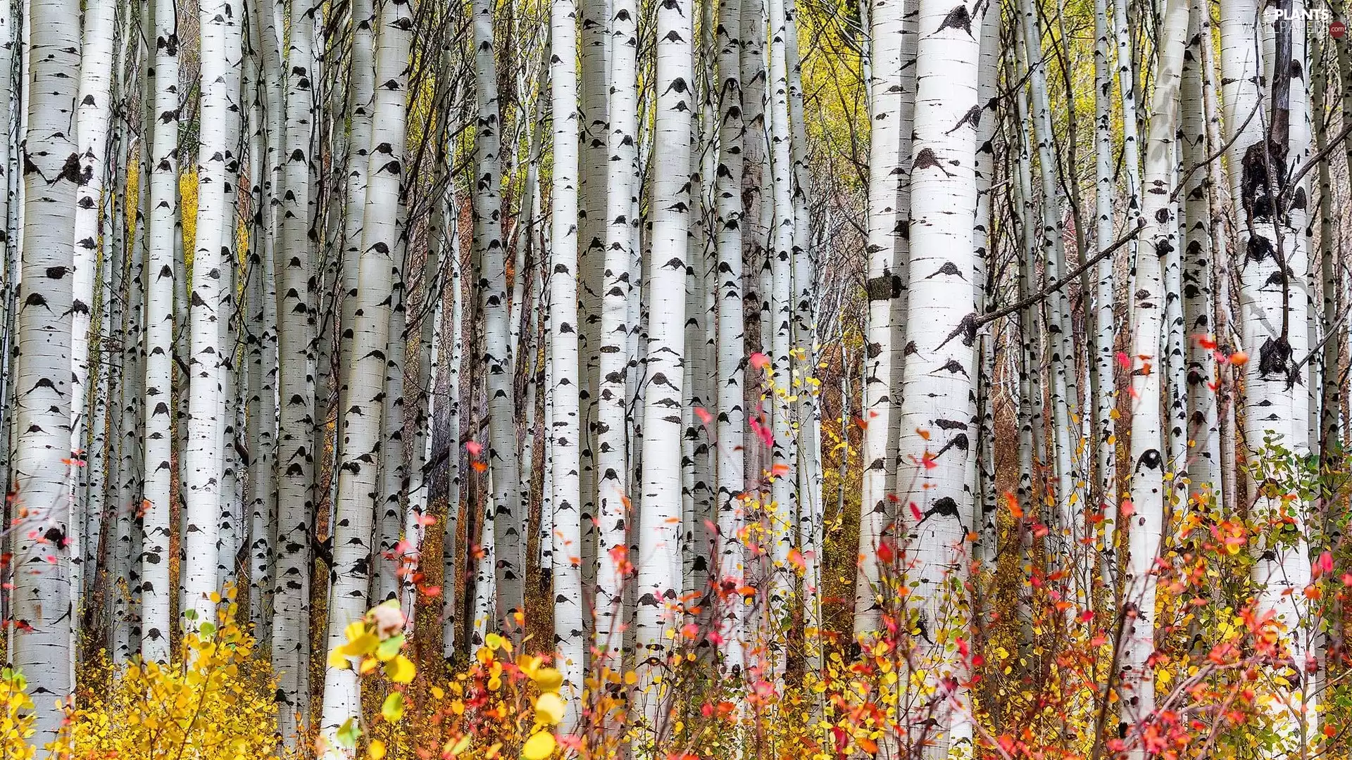 trees, autumn, Stems, Quaking Aspen, viewes, forest