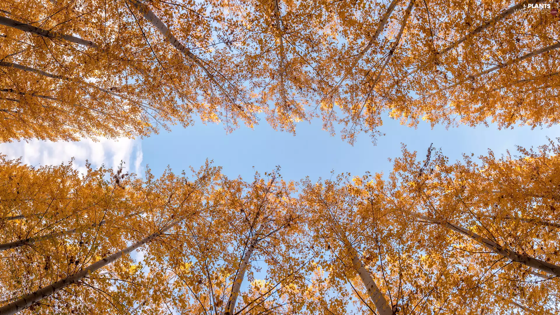 Sky, autumn, viewes, Quaking Aspen, trees