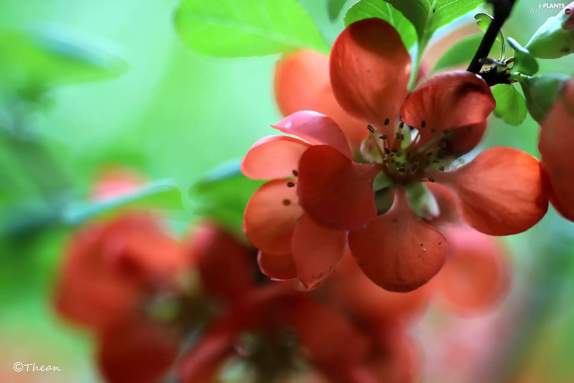 Bush, Red, Flowers, quince