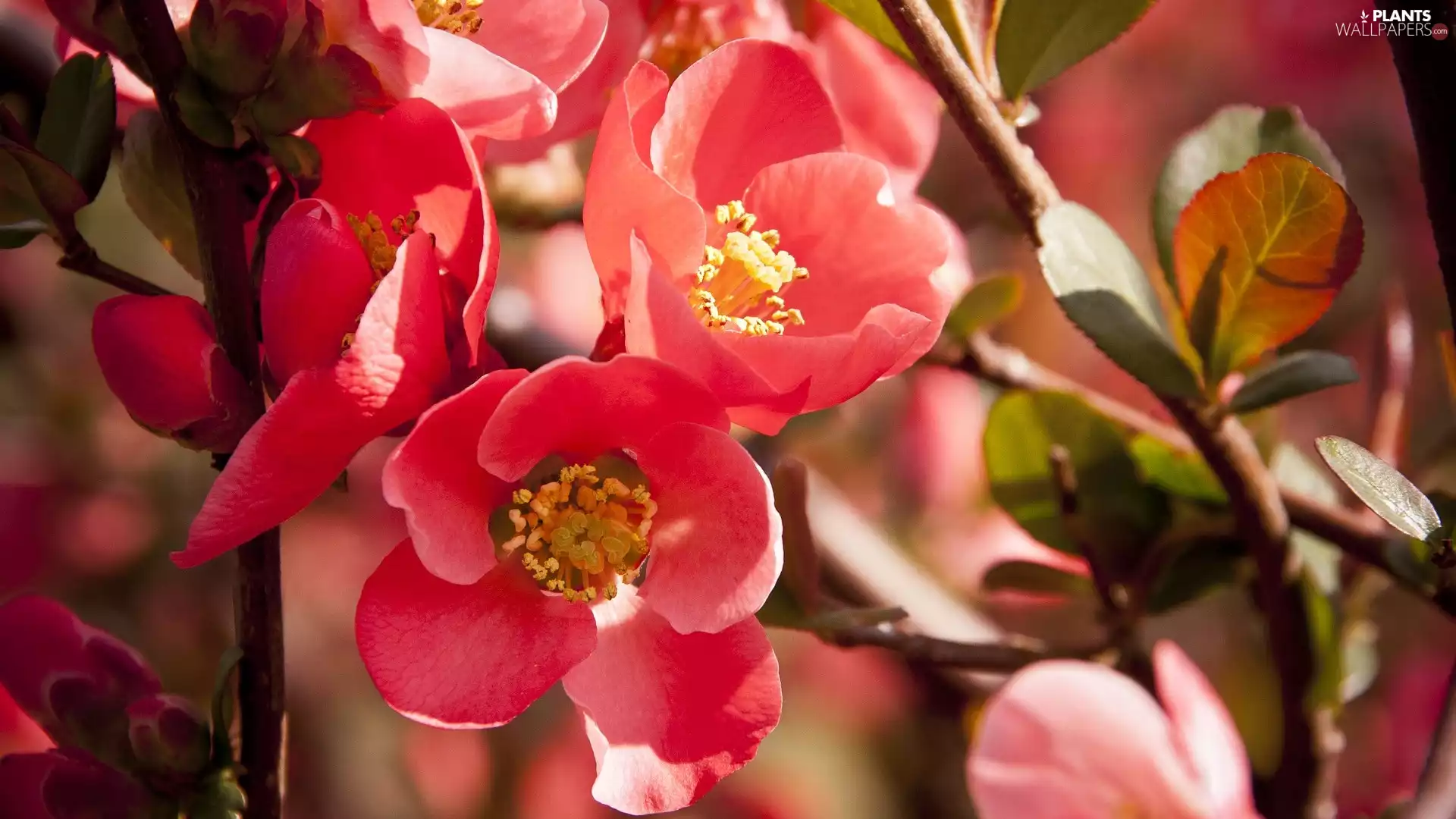 quince, Twigs, Flowers