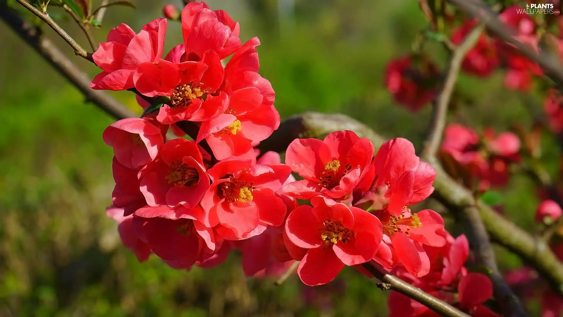 twig, Flowers, Japanese Quince