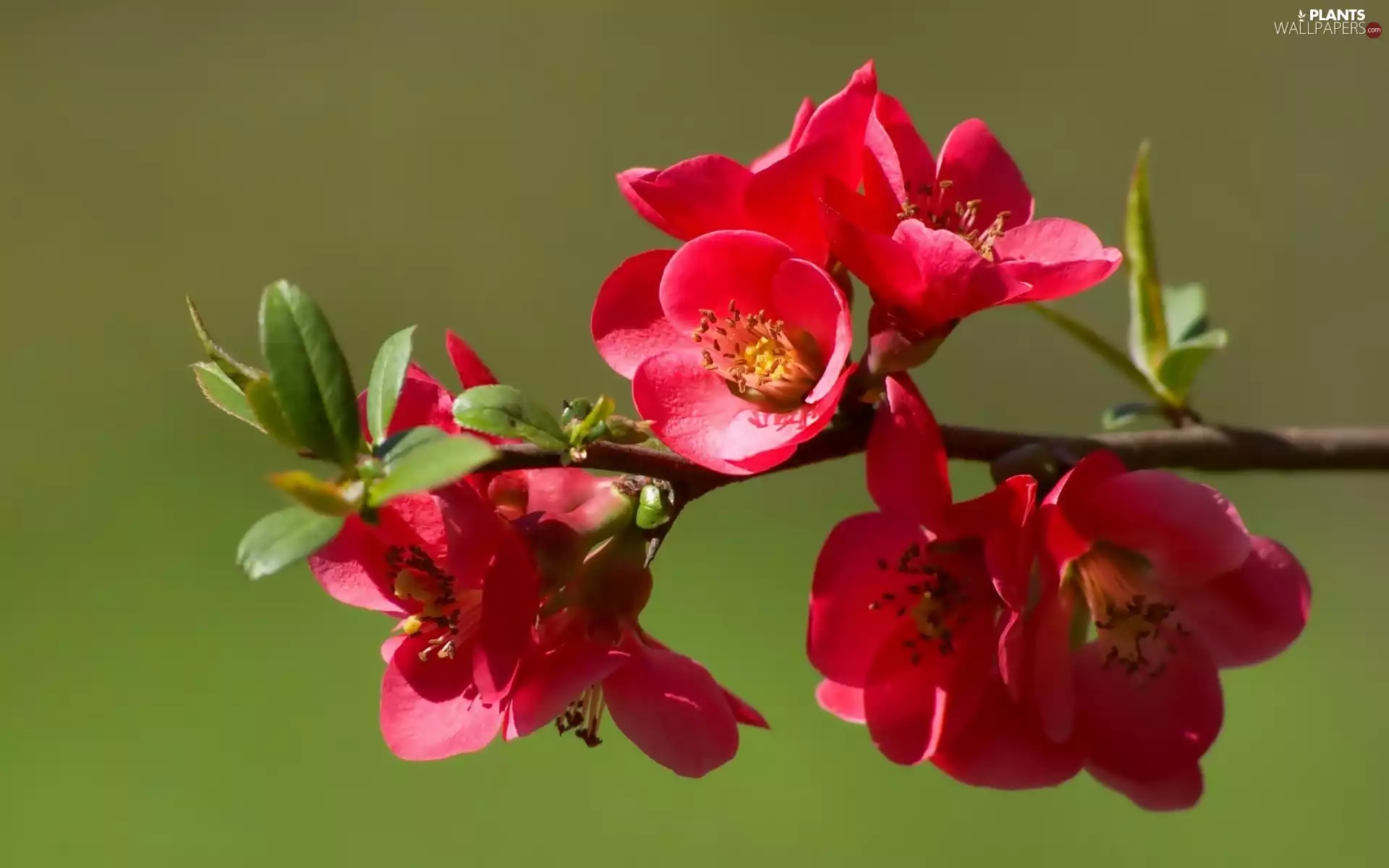 quinces, Red, Flowers