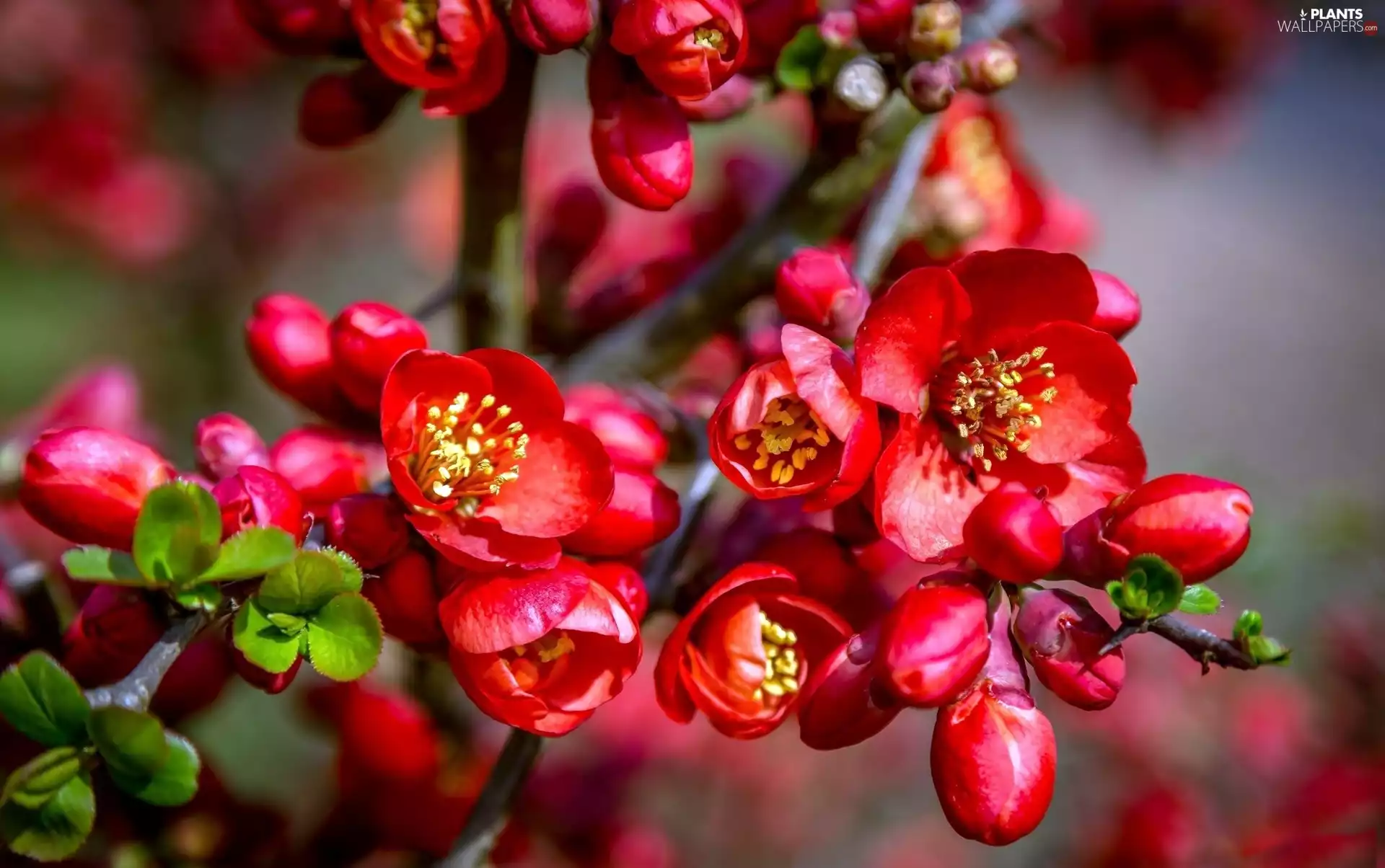 quinces, Blossoming, twig