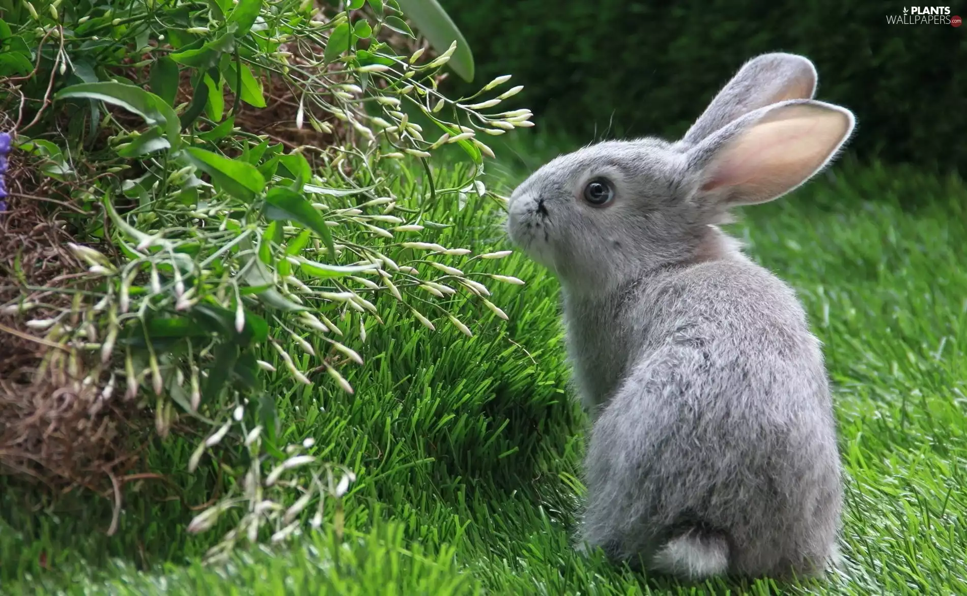 Rabbit, grass