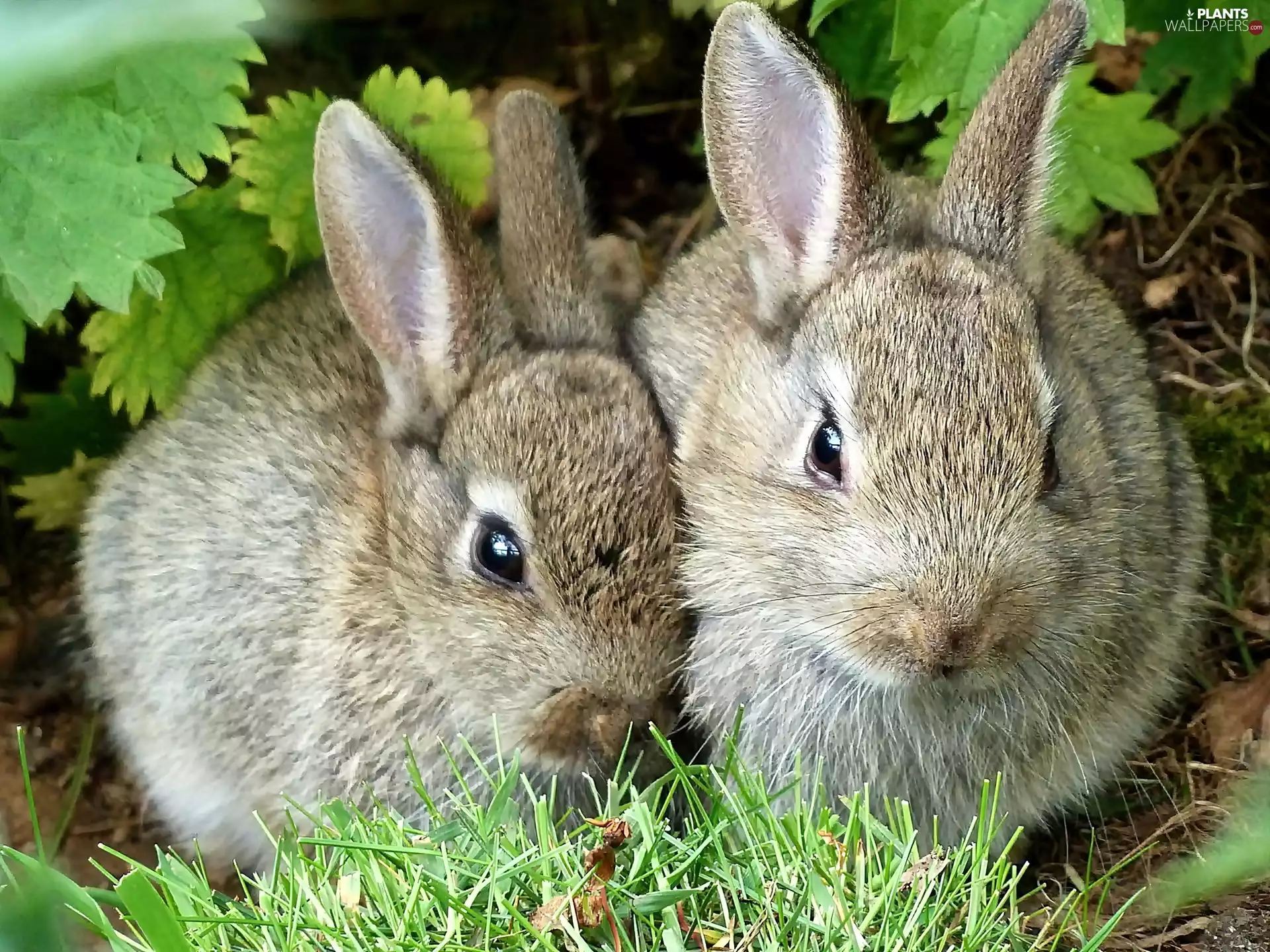grass, rabbits, leaves, Two cars