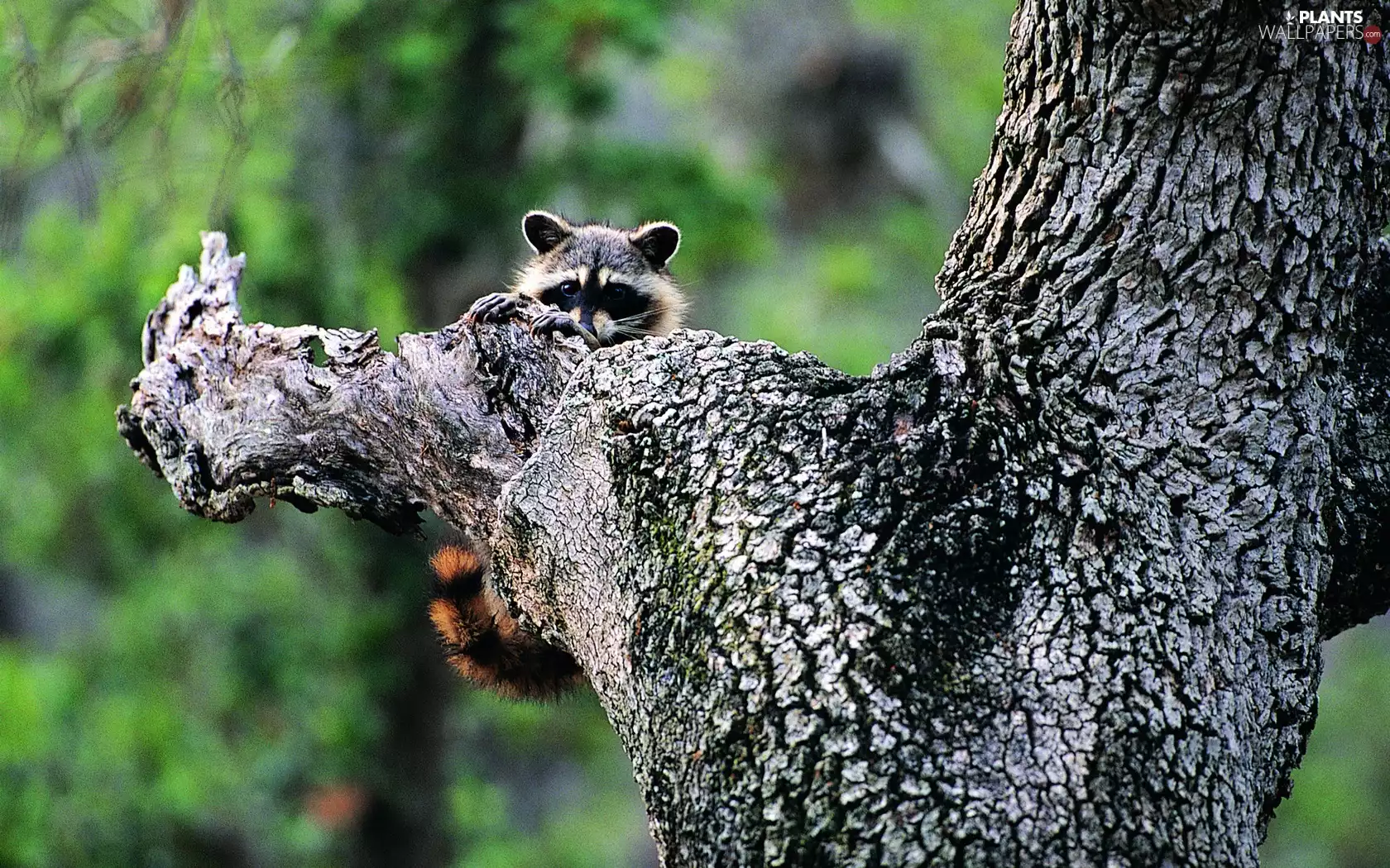 raccoon, trees