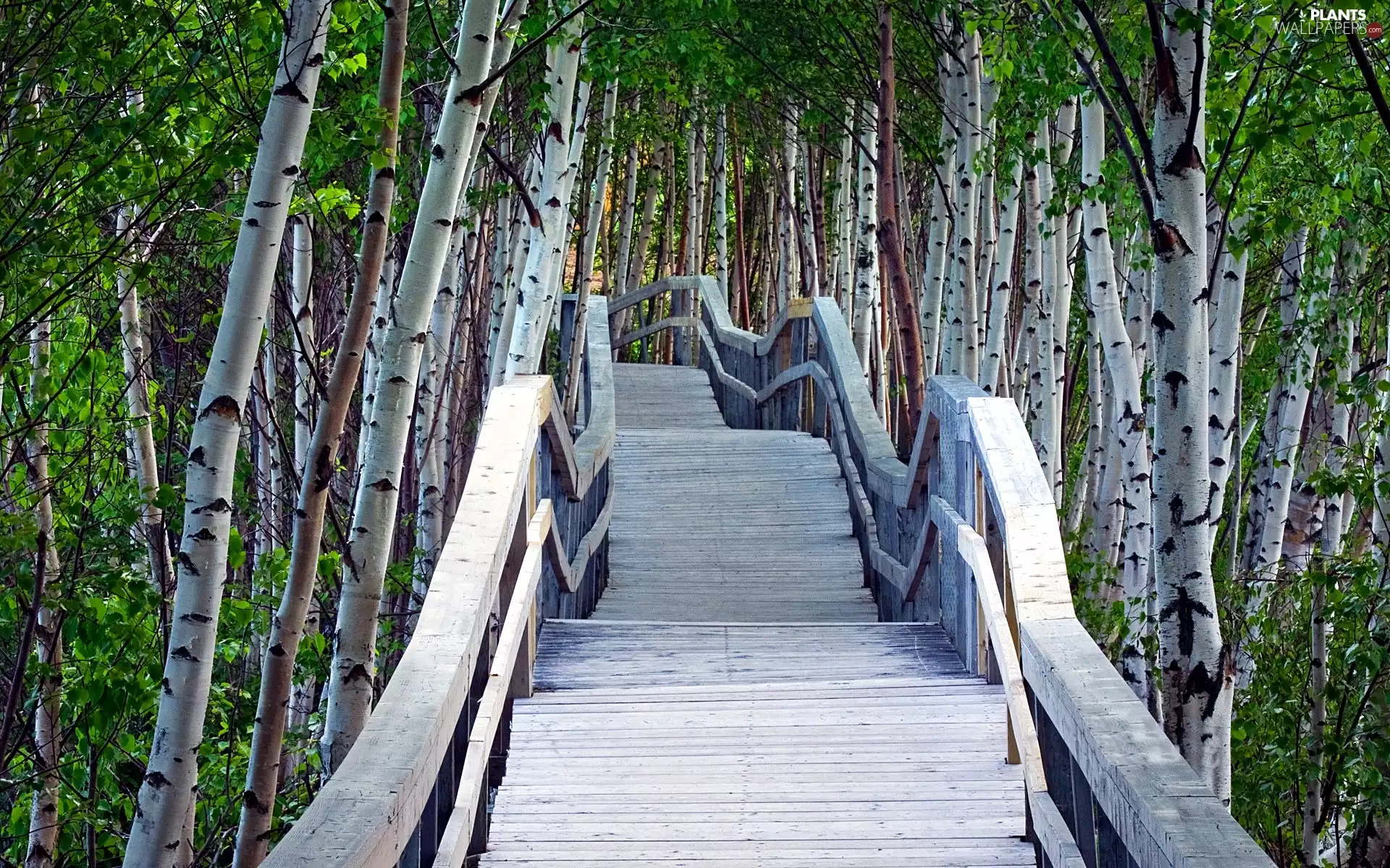 bridge, Railings, forest, wooden, birch