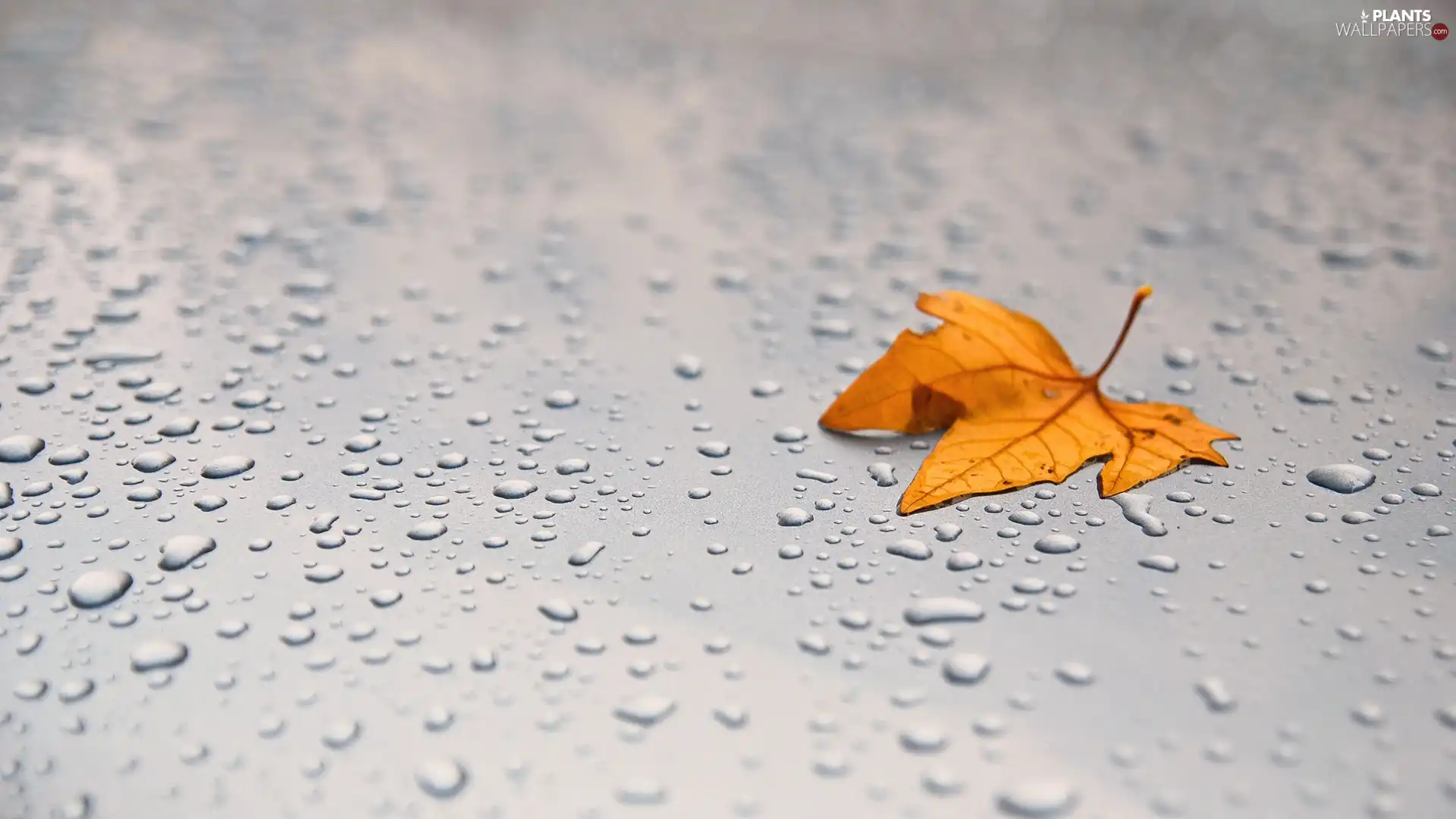 Autumn, drops, rain, leaf
