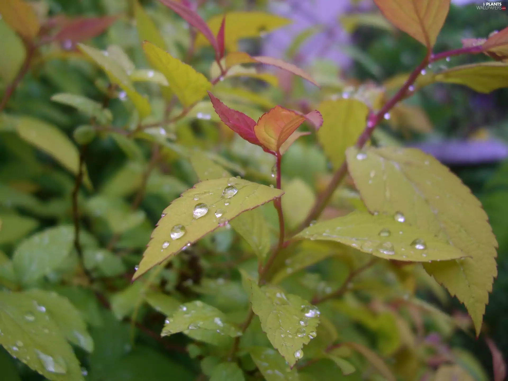 drops, rain, Bush, leaves, Spiraea