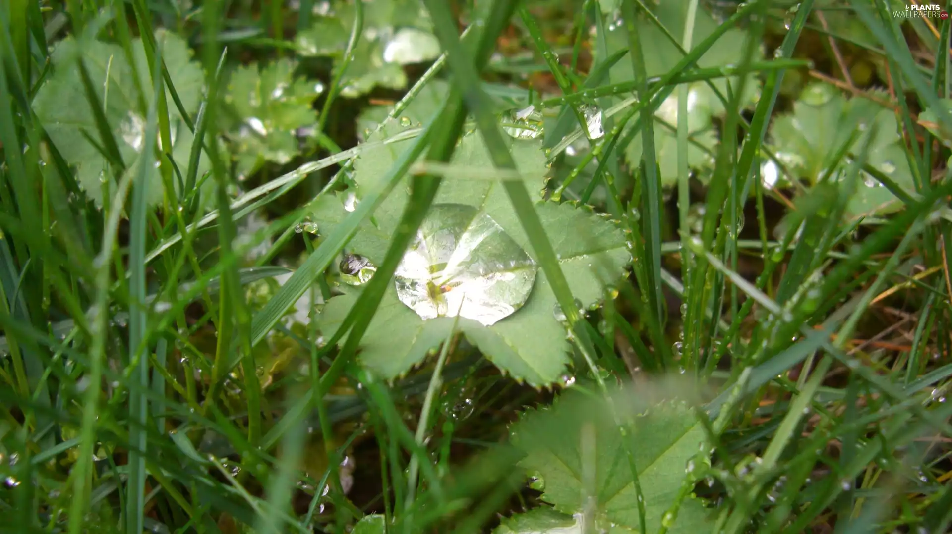 Rain, grass, drops