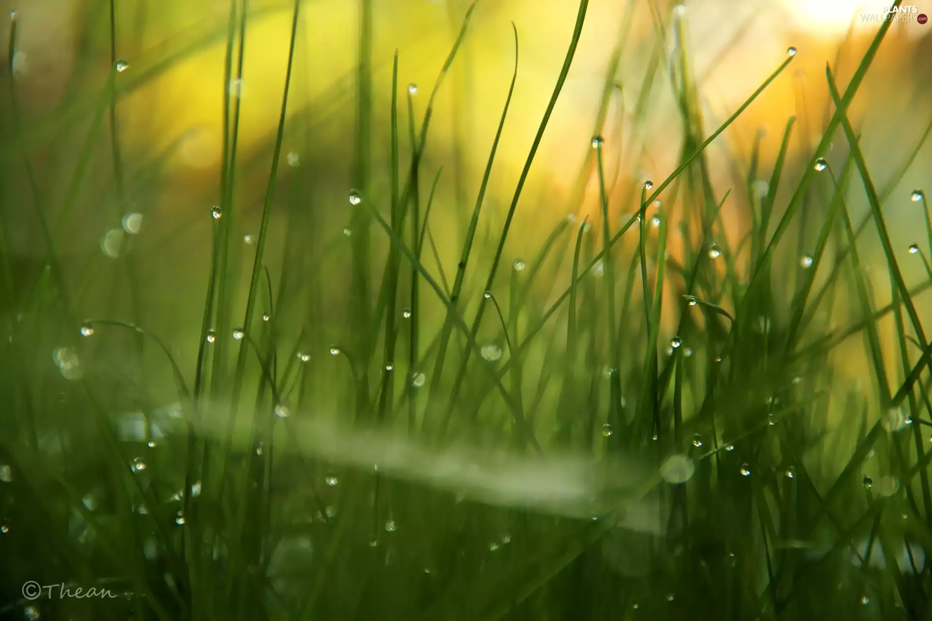 rain, grass, drops
