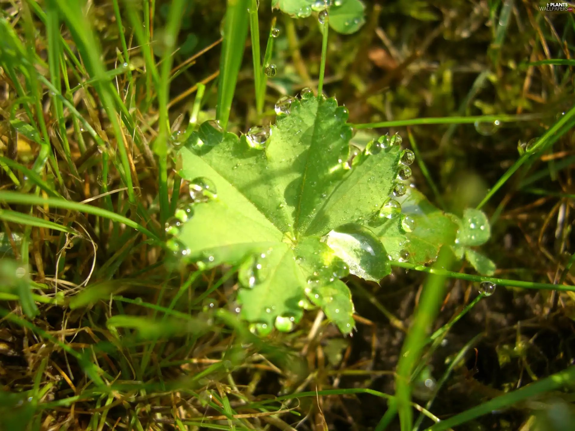 rain, grass, drops