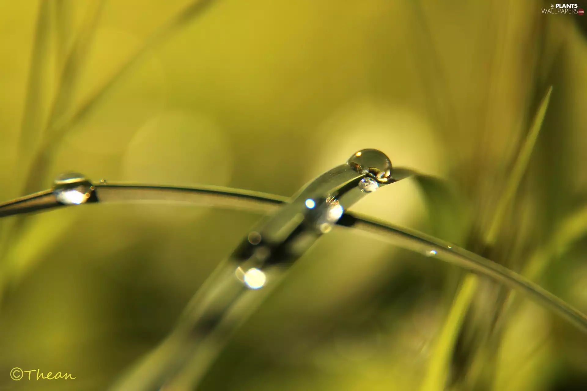 rain, grass, drops