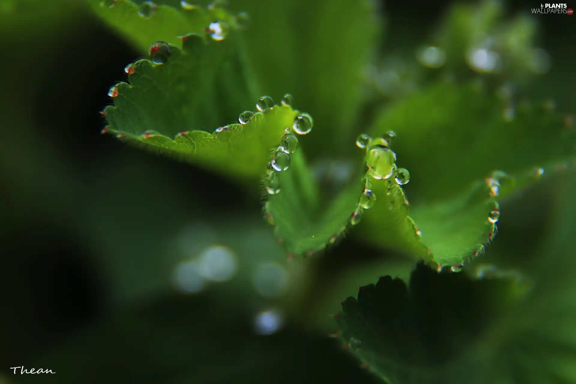 rain, Leaf, drops