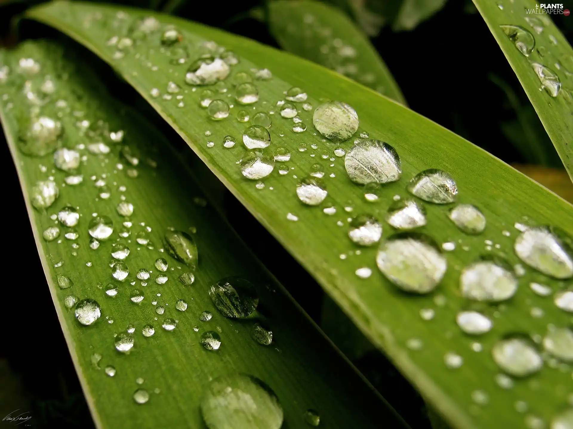 rain, Leaf, drops