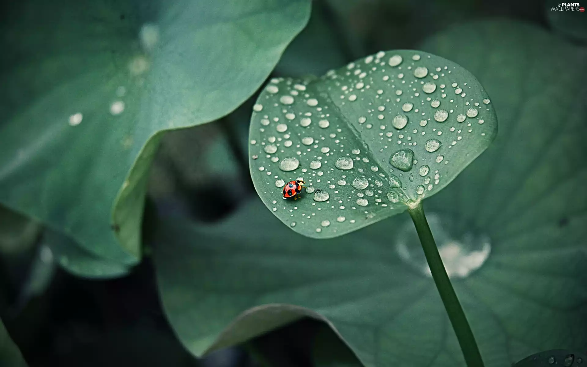 drops, rain, Green, leaf, ladybird