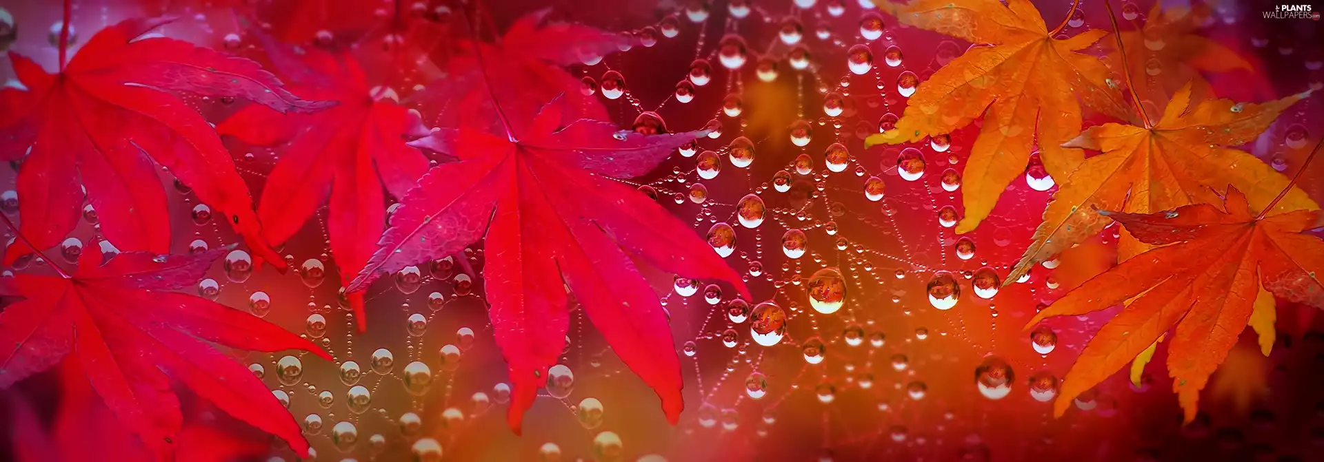 drops, rain, Leaf, Web, Autumn