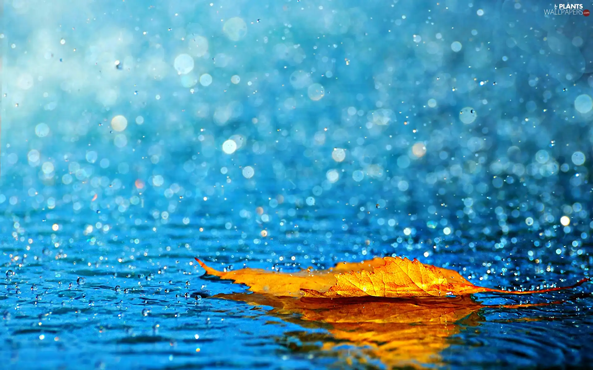 Rain, Yellow, leaf