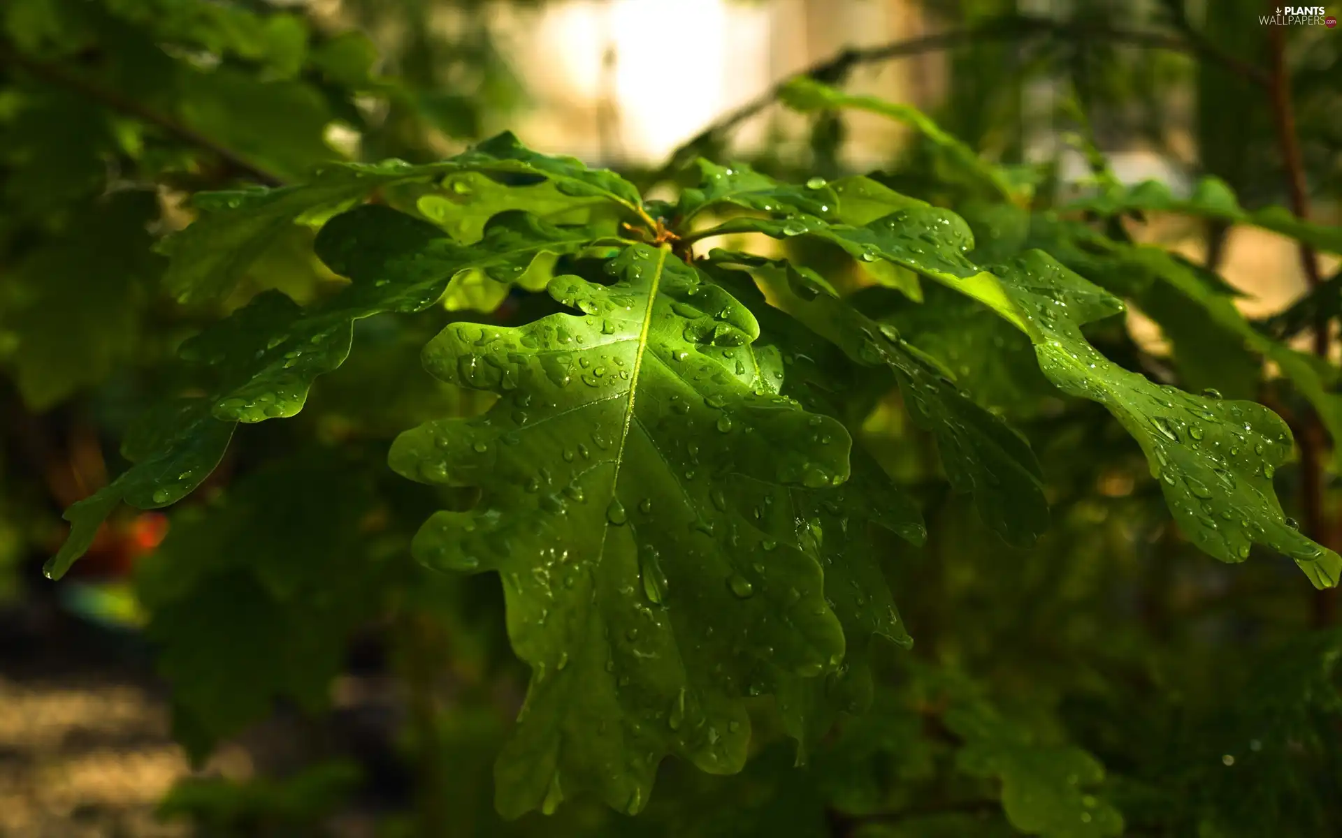 green ones, dewy, rain, Leaf