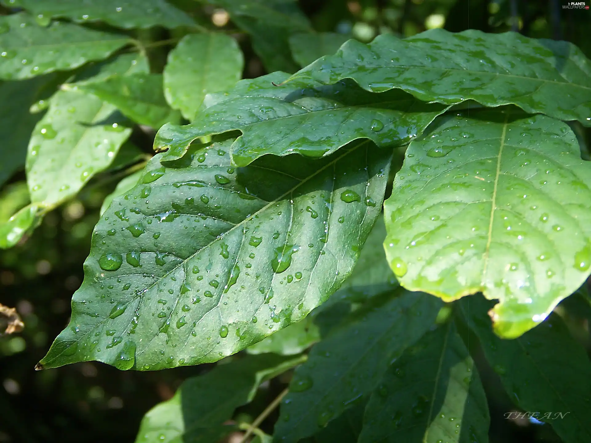 green ones, drops, rain, Leaf