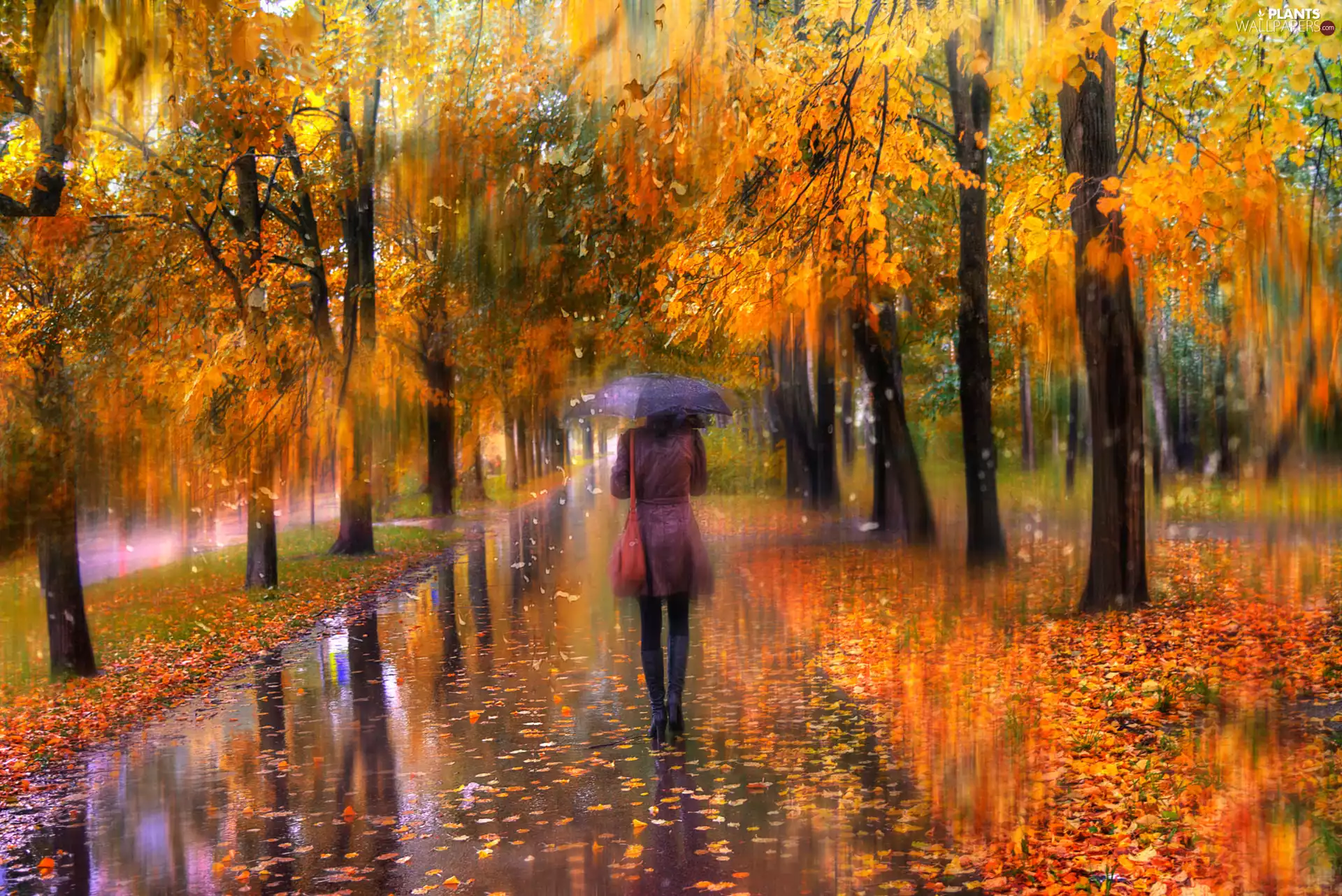 trees, Leaf, Women, Rain, autumn, viewes, Umbrella